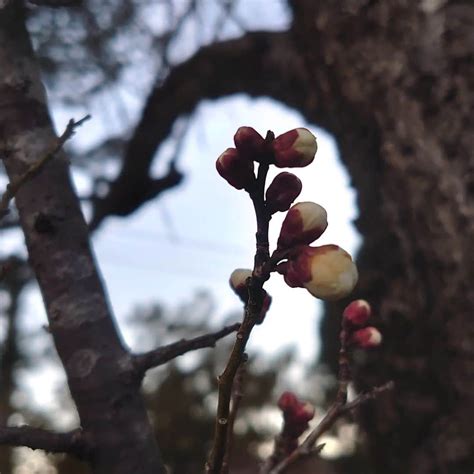 陽樹|陽樹（ようじゅ）とは？ 意味・読み方・使い方をわかりやすく。